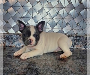 French Bulldog Puppy for sale in GOSHEN, IN, USA