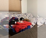 Small Photo #1 Dachshund Puppy For Sale in CONVOY, OH, USA