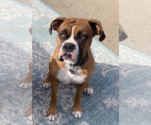 Father of the Boxer puppies born on 01/09/2025
