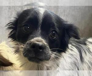 Mutt Dogs for adoption in San Martin, CA, USA