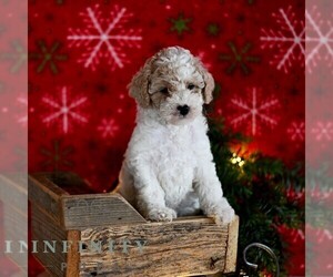 Poodle (Miniature) Puppy for sale in MILL HALL, PA, USA