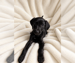 Small Photo #3 Mutt Puppy For Sale in MIDWAY, UT, USA