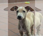 Small #5 Chihuahua Mix