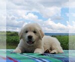 Small Photo #3 English Cream Golden Retriever Puppy For Sale in WAYNESBORO, PA, USA