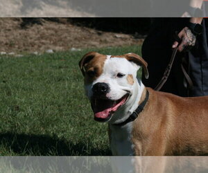 O'Bannon - Male Boxer-Unknown Mix Dog for Adoption - Photo #4