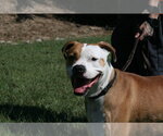 Small Photo #4 Boxer-Unknown Mix Puppy For Sale in Linton, IN, USA