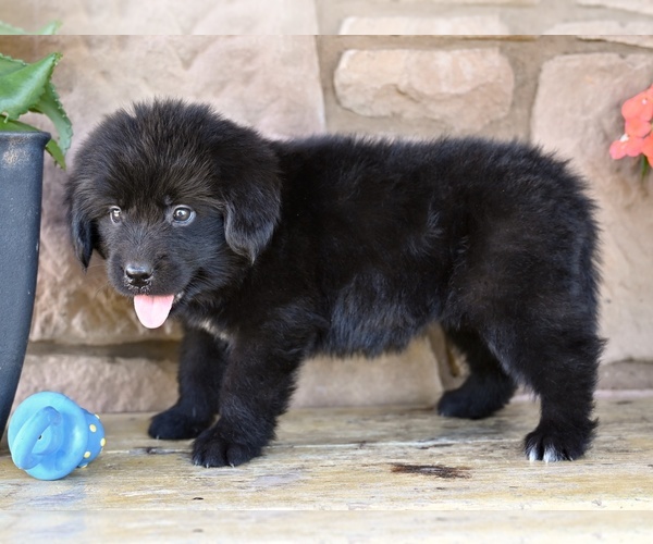 Medium Photo #4 Newfoundland Puppy For Sale in MILLERSBURG, OH, USA