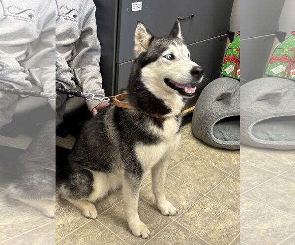 Medium Photo #3 Siberian Husky Puppy For Sale in Rustburg, VA, USA