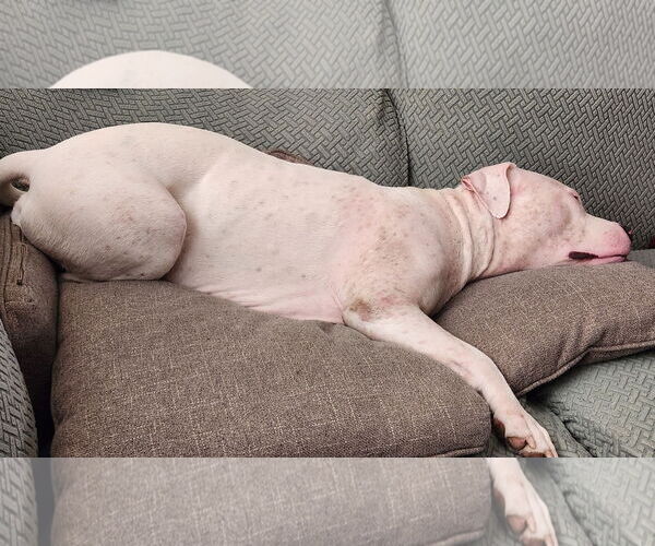 Medium Photo #35 Mutt Puppy For Sale in Philadelphia, PA, USA