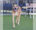 Small German Shepherd Dog Mix