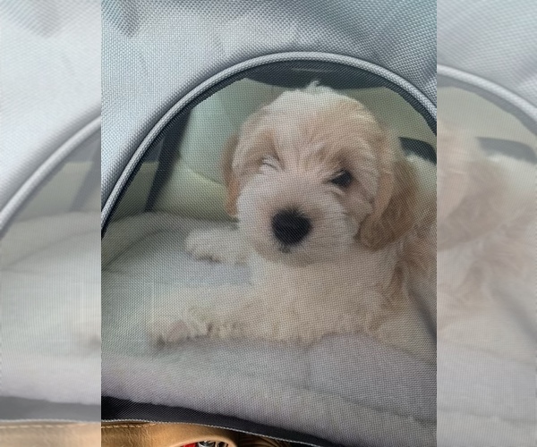 Medium Photo #6 Goldendoodle (Miniature) Puppy For Sale in EDGEWATER, FL, USA