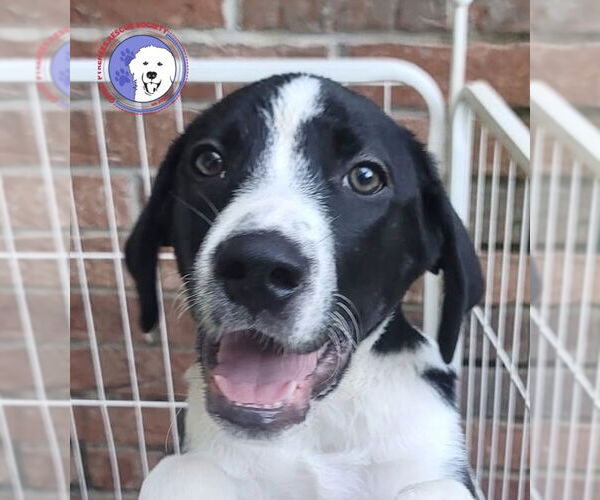 Medium Photo #1 Great Pyrenees Puppy For Sale in Spring, TX, USA