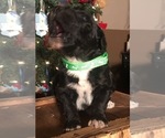 Small Photo #6 F2 Aussiedoodle Puppy For Sale in ARBA, IN, USA