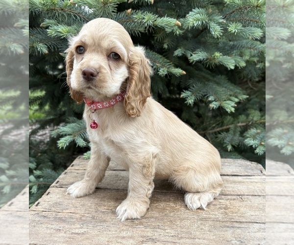 Medium Photo #2 Cocker Spaniel Puppy For Sale in MIDDLEBURY, IN, USA