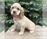 Small #1 Cocker Spaniel