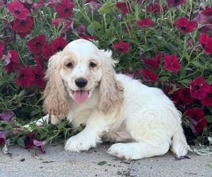Cocker Spaniel Puppy for sale in CANOGA, NY, USA