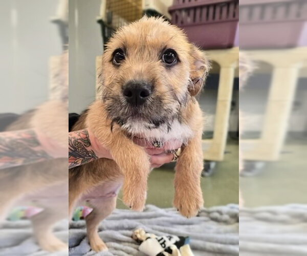 Medium Photo #1 Mutt Puppy For Sale in Warrenton, VA, USA