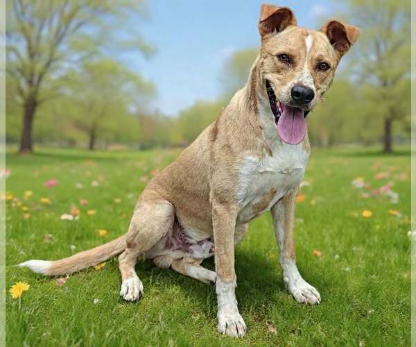 Medium Photo #5 Border Collie-Carolina Dog Mix Puppy For Sale in Talladega, AL, USA