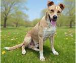 Small #4 Border Collie-Carolina Dog Mix