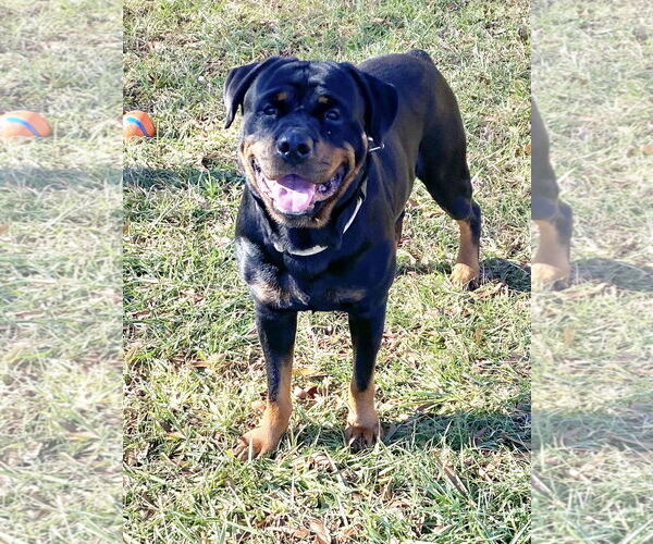 Medium Photo #1 Rottweiler Puppy For Sale in Mooresville, NC, USA
