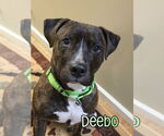 Small #1 American Staffordshire Terrier-Mastiff Mix