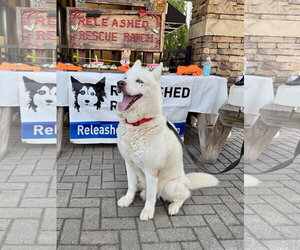 Abel - Male Siberian Husky Dog for Adoption - Photo #4