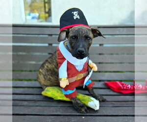 Mutt Dogs for adoption in Long Beach, CA, USA