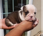 Small Photo #4 English Bulldog Puppy For Sale in WOODLAND, CA, USA