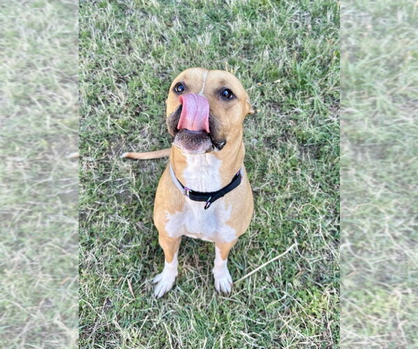 Medium Photo #4 Mutt Puppy For Sale in Glen Allen, VA, USA