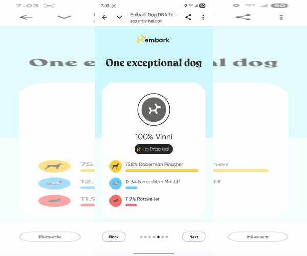 Medium Photo #5 Doberman Pinscher-Unknown Mix Puppy For Sale in Sandy, UT, USA