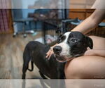 Small #2 Labrador Retriever-Mountain Cur Mix