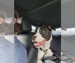 Small #5 American Staffordshire Terrier
