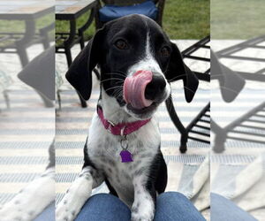 Mutt Dogs for adoption in Mundelein, IL, USA