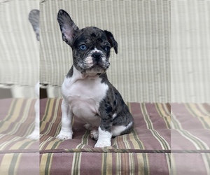 French Bulldog Puppy for sale in SOUTH GATE, CA, USA