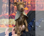OTTO - Male Border Collie-Unknown Mix Dog for Adoption - Small photo