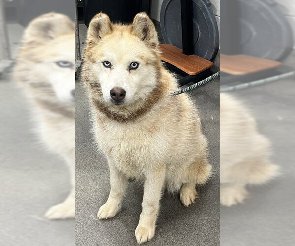 Medium Photo #1 Siberian Husky Puppy For Sale in Forestville, MD, USA