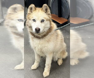 Siberian Husky Dogs for adoption in Forestville, MD, USA