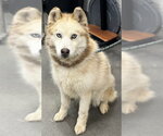 Small Siberian Husky
