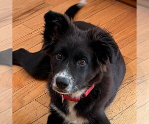 Border Collie-Unknown Mix Dogs for adoption in Canton, CT, USA
