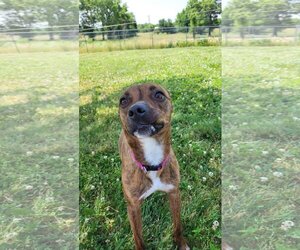 Mutt Dogs for adoption in Fairfield, IL, USA