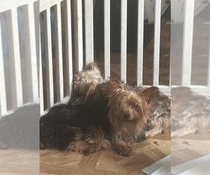 Father of the Yorkshire Terrier puppies born on 10/19/2025