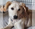 Small Golden Retriever Mix