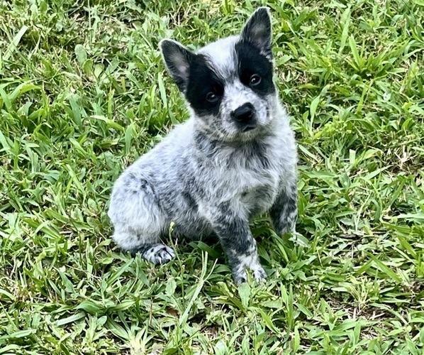 Medium Photo #1 Australian Cattle Dog Puppy For Sale in CENTRAL, SC, USA