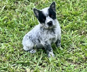 Australian Cattle Dog Puppy for sale in CENTRAL, SC, USA