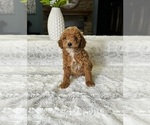 Small Photo #3 Goldendoodle (Miniature) Puppy For Sale in GREENWOOD, IN, USA