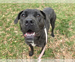 American Pit Bull Terrier-Unknown Mix Dogs for adoption in Millersville, MD, USA