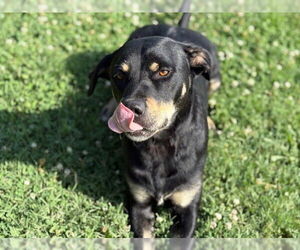 Labrottie Dogs for adoption in Tulsa, OK, USA