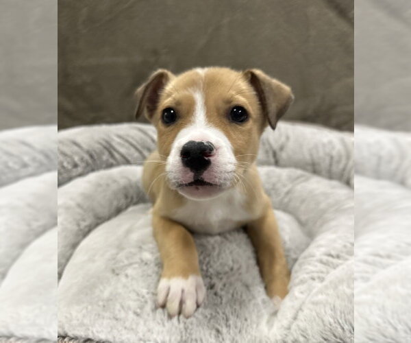 Medium Photo #3 Mutt Puppy For Sale in Lakewood, CO, USA