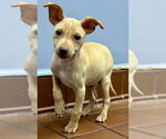 Small #4 Chihuahua Mix