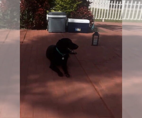 Medium Photo #1 Labmaraner Puppy For Sale in Miami, FL, USA